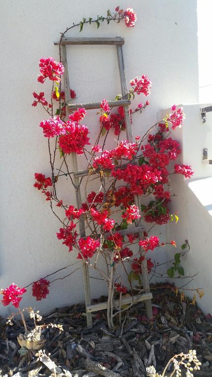 Pepper Tree Accommodation Beaufort West Eksteriør bilde